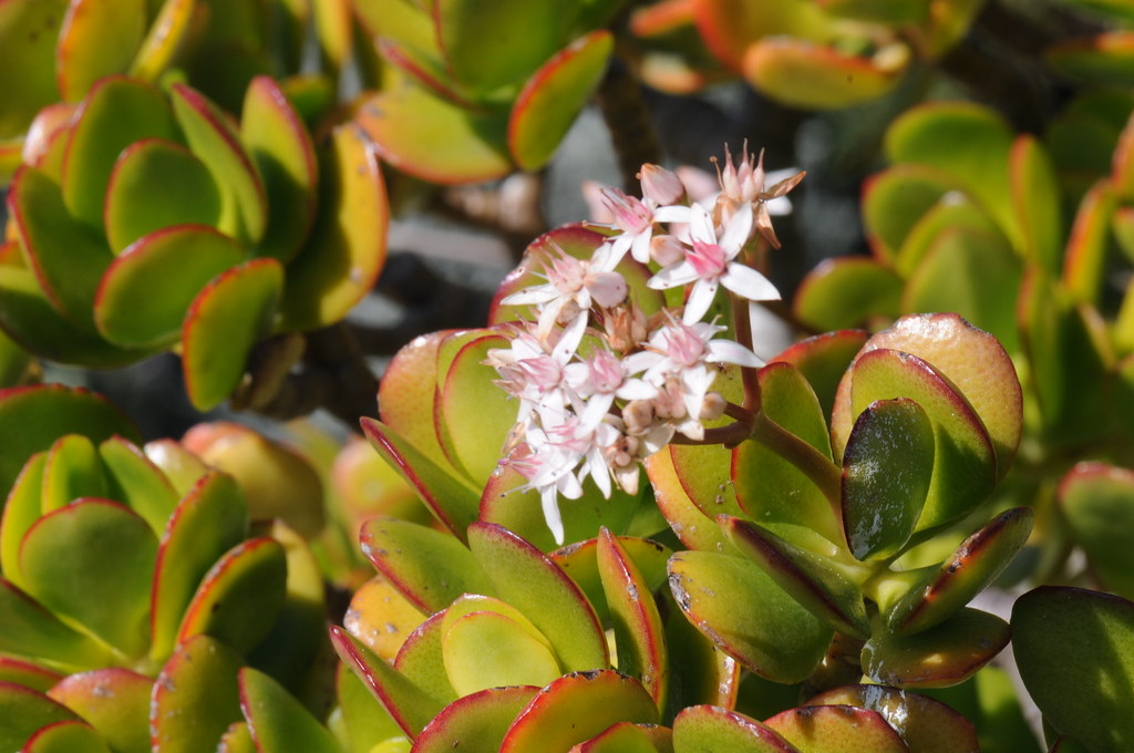 Jade plant with bunch of flowers 1 Crassula ovata. CC0 wai… Flickr