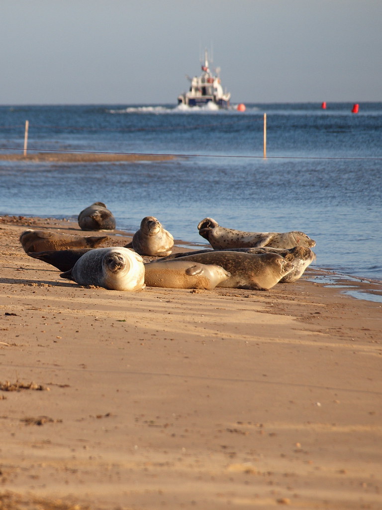 Seals on the beach at Wells Tim Farnham Flickr