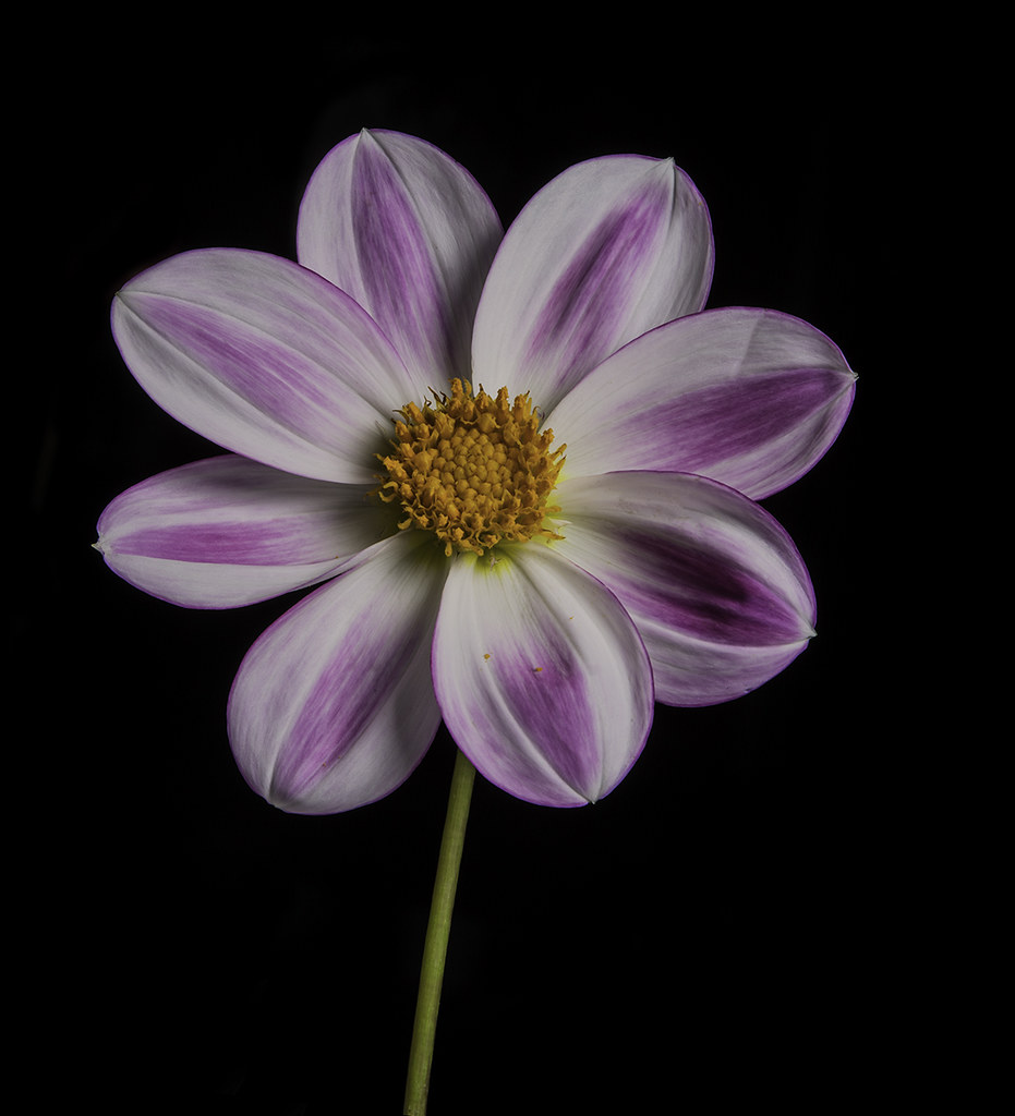 Aurora Flower I photographed this flower at the flower sho… Flickr