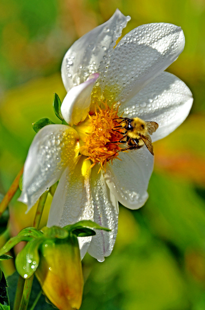DSC_0189 Do Bees Fly South for the Winter!!!!!! PLEASE, … Flickr