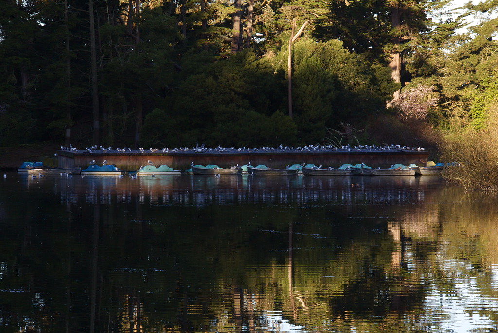 paddle boats on Stow Lake Golden Gate Park/San Francisco, … Flickr