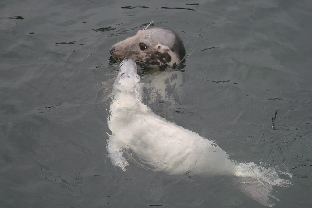 Grey seal and pup Seal pupping project, Calf of Man Hannah Keogh