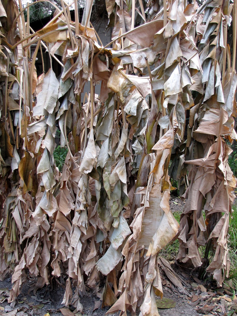 Dead Banana Trees No crop this year. Hazel Legate Flickr