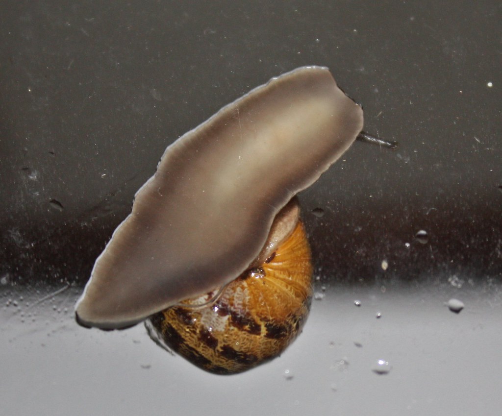 Underside of Snail A snail climbing up the window glass se… Flickr