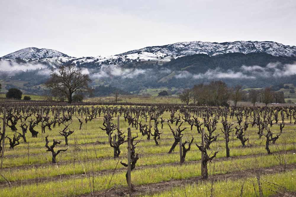 Winter Vineyard 7 Sonoma County. Near Jimtown in the Alex… Flickr