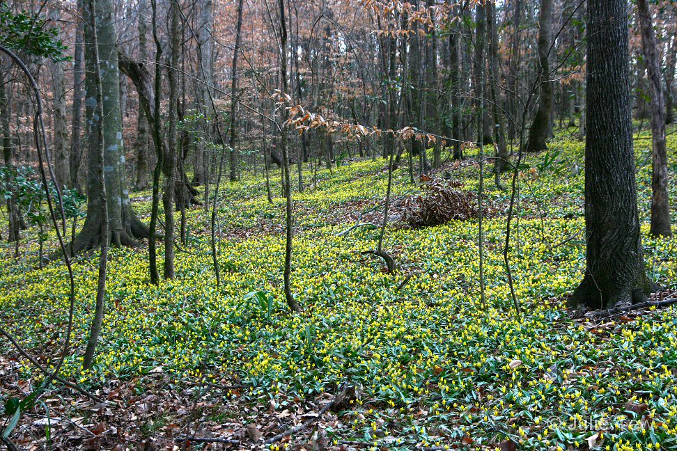 The Trout Lilies of Wolf Creek 2011 a photo on Flickriver