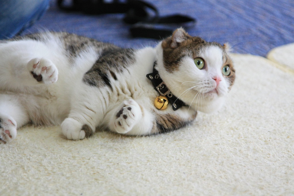 Cat Cafe in Yokohama Brad Flickr