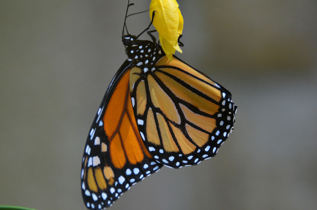 Butterfly13 Monarch butterfly Houston Museum of Natural Sc… Flickr