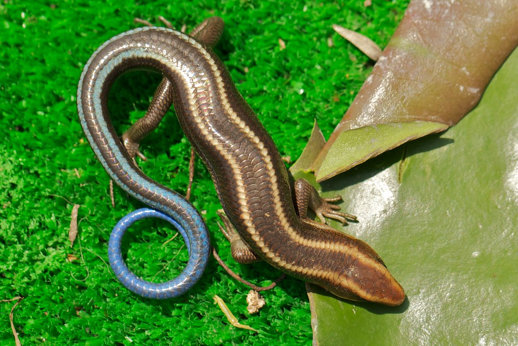 Lizard. Bluetailed skink. 四 石龍子 garden matilda 23nd april… Flickr