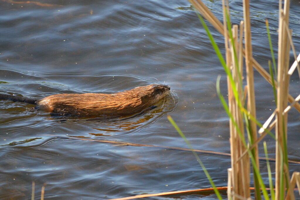 Muskrat Brianne Flickr
