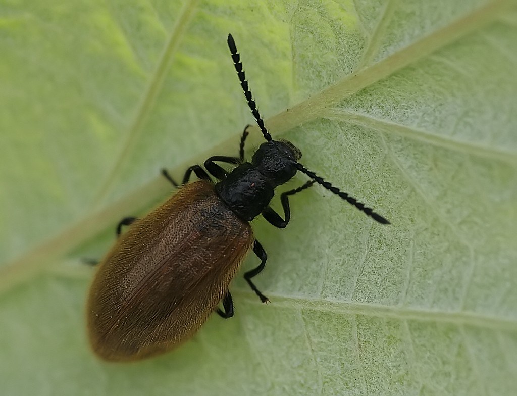 Darkling Beetle species Lagria hirta Darkling Beetle speci… Flickr