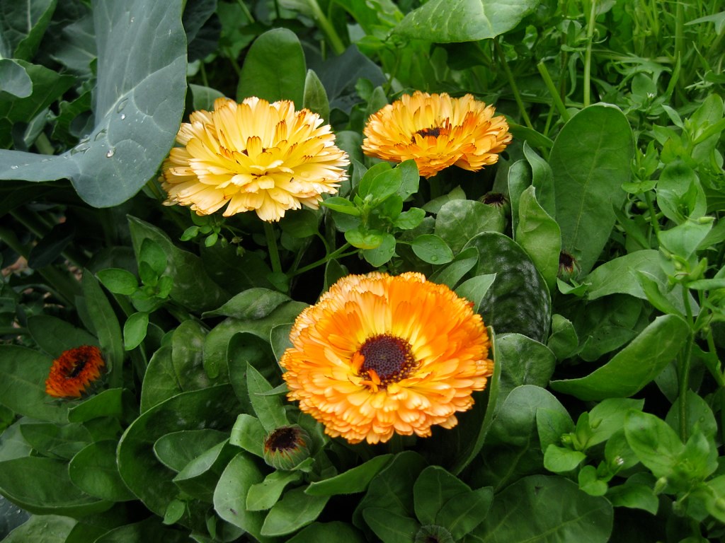 Calendula Beneficial flowers calendula Very Edible Gardens Flickr