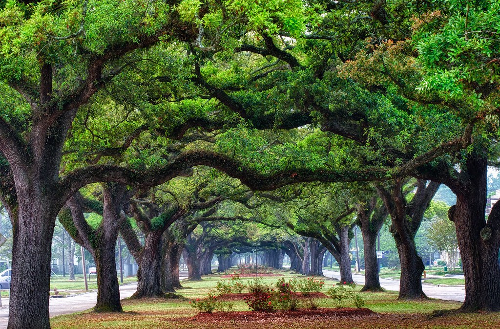 Enterprise Blvd (Lake Charles) At sunrise a couple blocks … Flickr