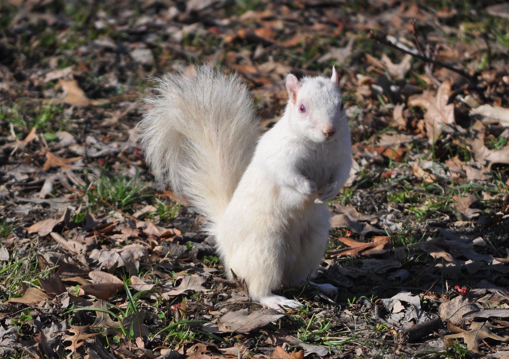 Olney IL Home of the white squirrels The little town has… Flickr