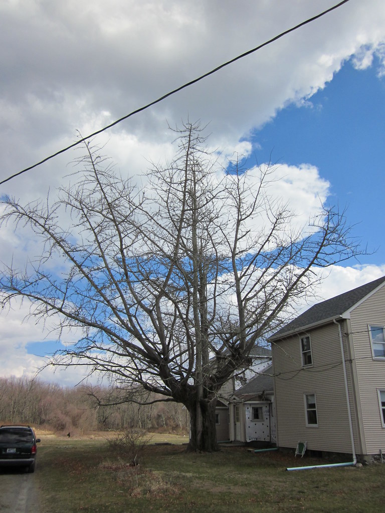 Gingko Tree at Farnum Farm on Prudence Island, RI NBNERR Flickr