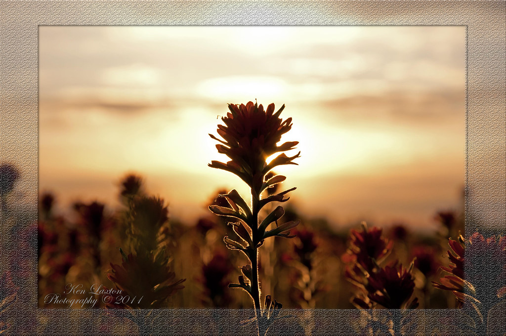 Indian Paintbrush Profile a photo on Flickriver