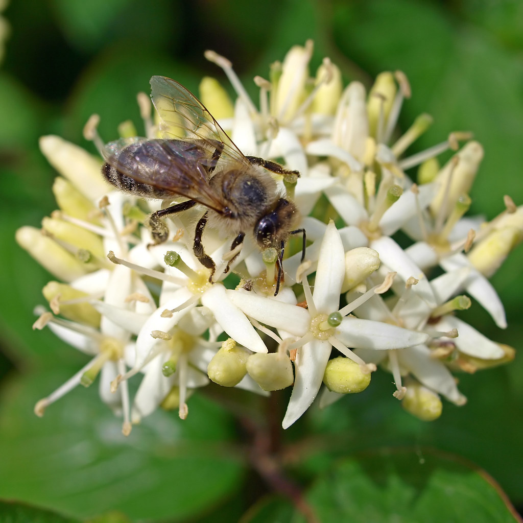 A honey bee working on the Common Dogwood. This plant Corn… Flickr