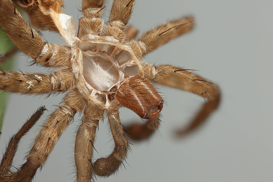 I take my head off to you 2 wolf spider skin Shed