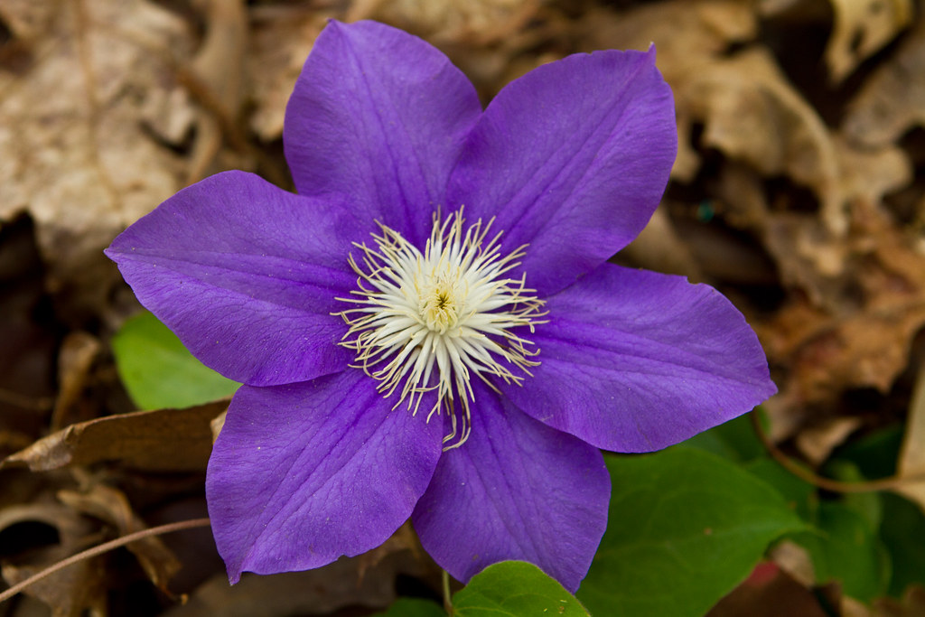 IMG_0135.jpg Cool purple flower growing on a vine by the e… Flickr