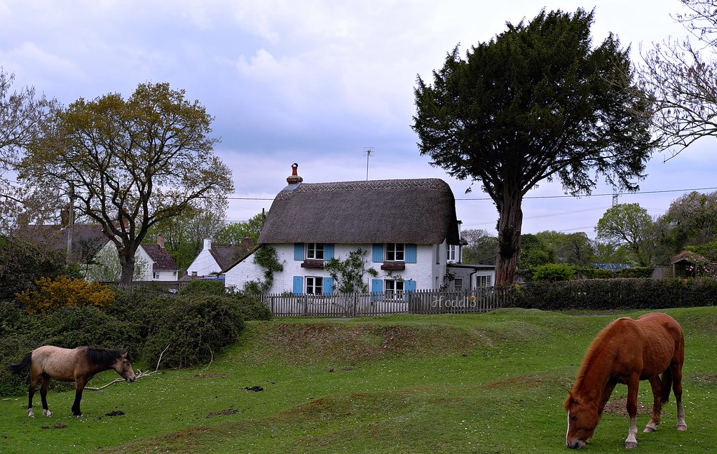 WoodGreenPonies WoodGreen New Forest Hampshire UK. Stephen Hodder