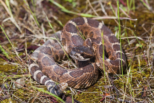 Northern Pacific Rattlesnake Crotalus oreganus oreganus Flickr