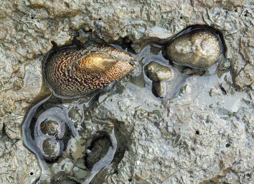 Rough piddock clam siphons in Clay Rough piddock clams (Zi… Flickr