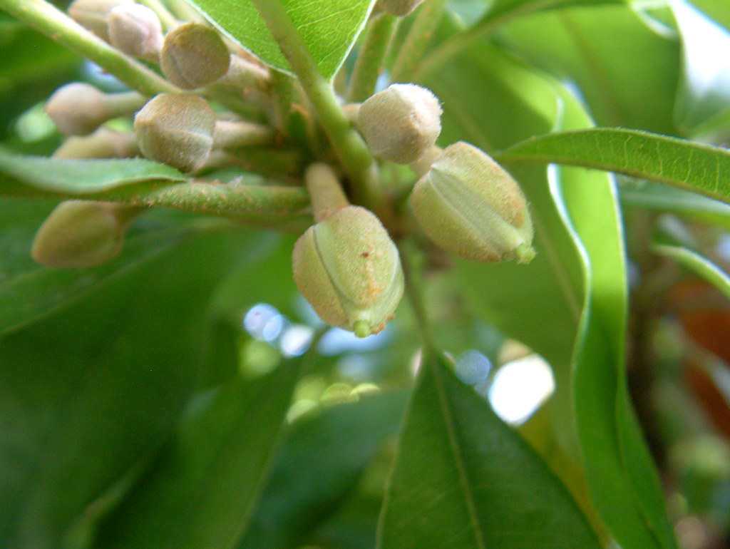 Budding Sapodilla Flowers Cayobo Flickr