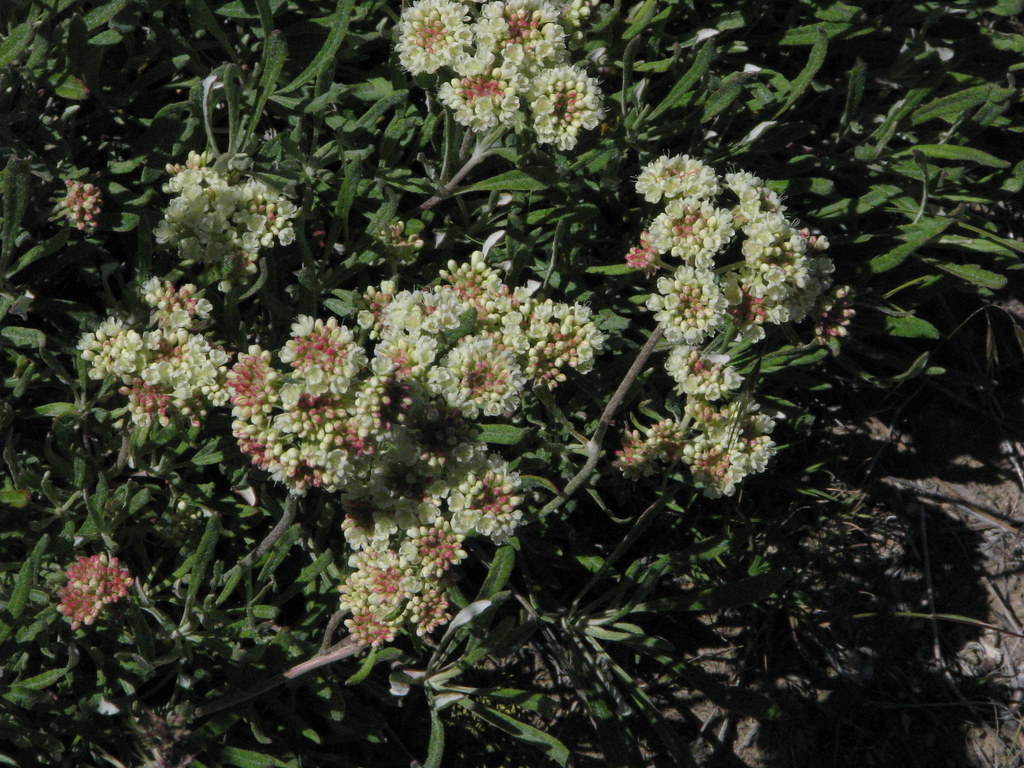 Douglas's buckwheat Eriogonum douglasii South side of Chel… Flickr