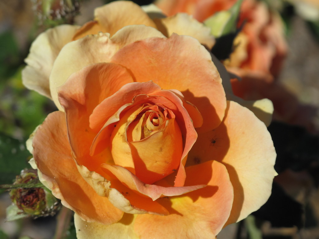 National Trial Rose Garden at Adelaide Botanic Garden Flickr