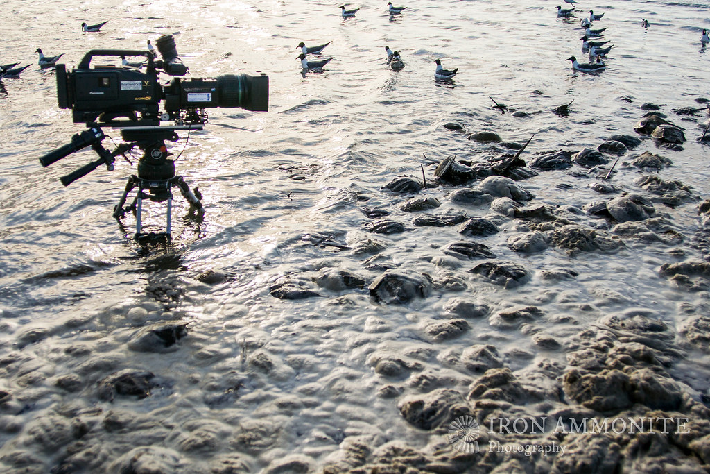 Filming the feeding frenzy Filming emergence of horseshoe … Flickr