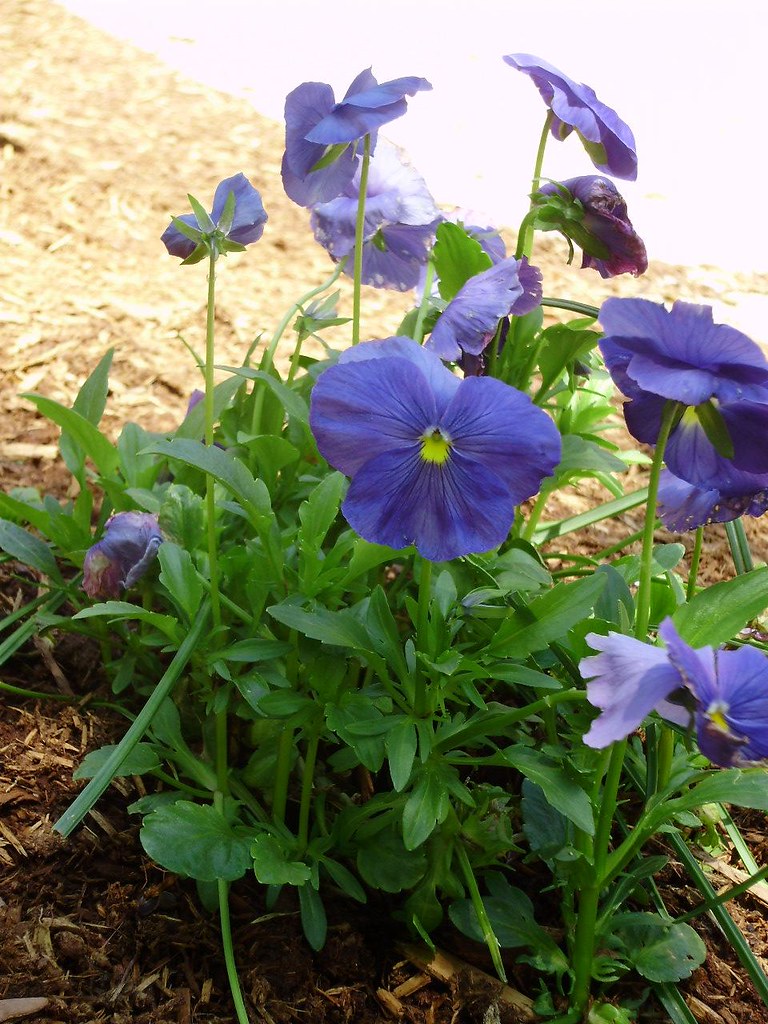 blue pansy Wilting in late spring heat wave. munnybear Flickr