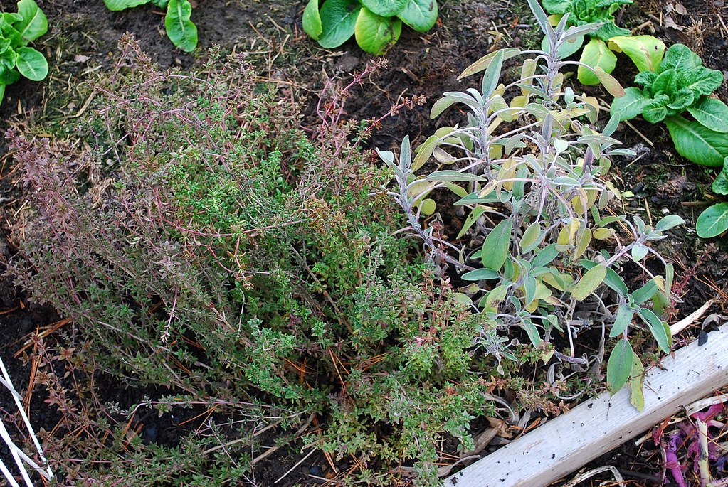 sage and thyme A Growing Tradition Blog Flickr