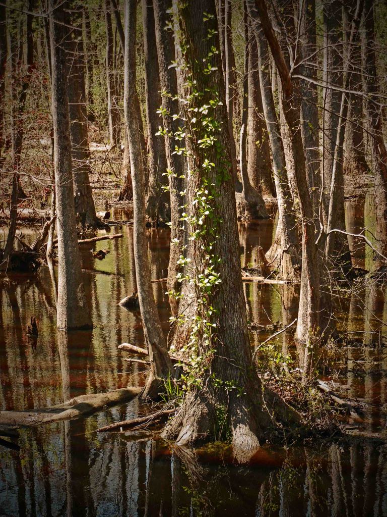 Otter Creek on Otter Creek Road Crisp Vicinity, Flickr