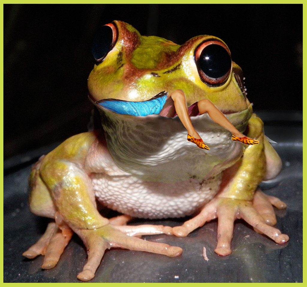 Frog eats fairy Photo before manipulation from Flickr page… Flickr