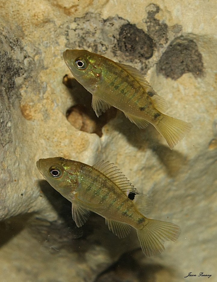 Juvenile Blue Tilapia (Oreochromis aureus) Native to north… Flickr