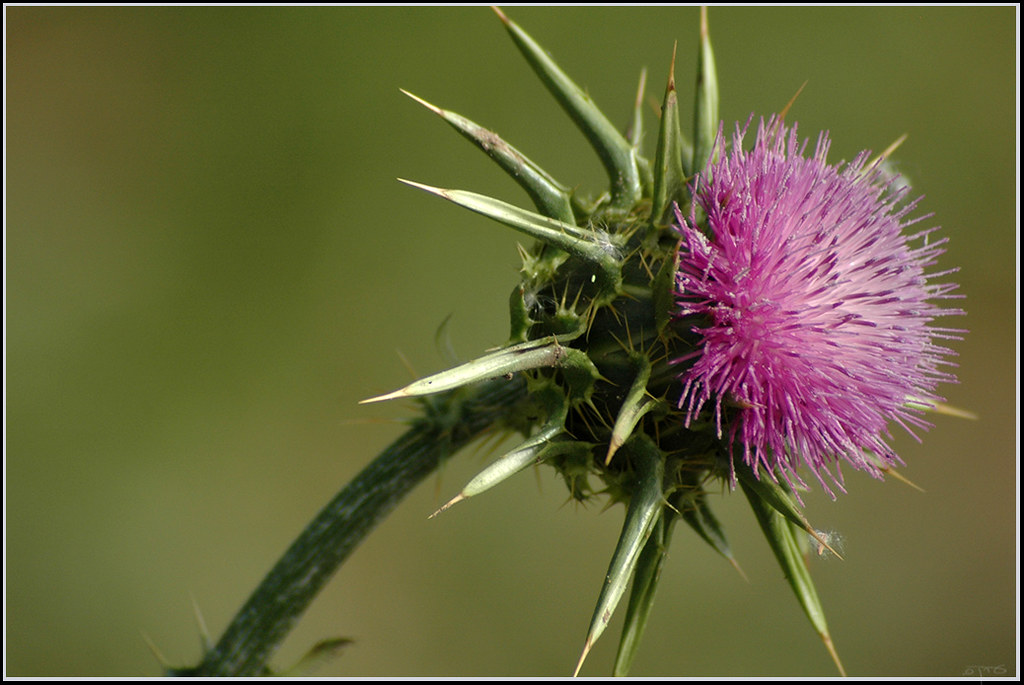 Milk thistle גדילן מצוי Silybum marianum Eran Finkle Flickr