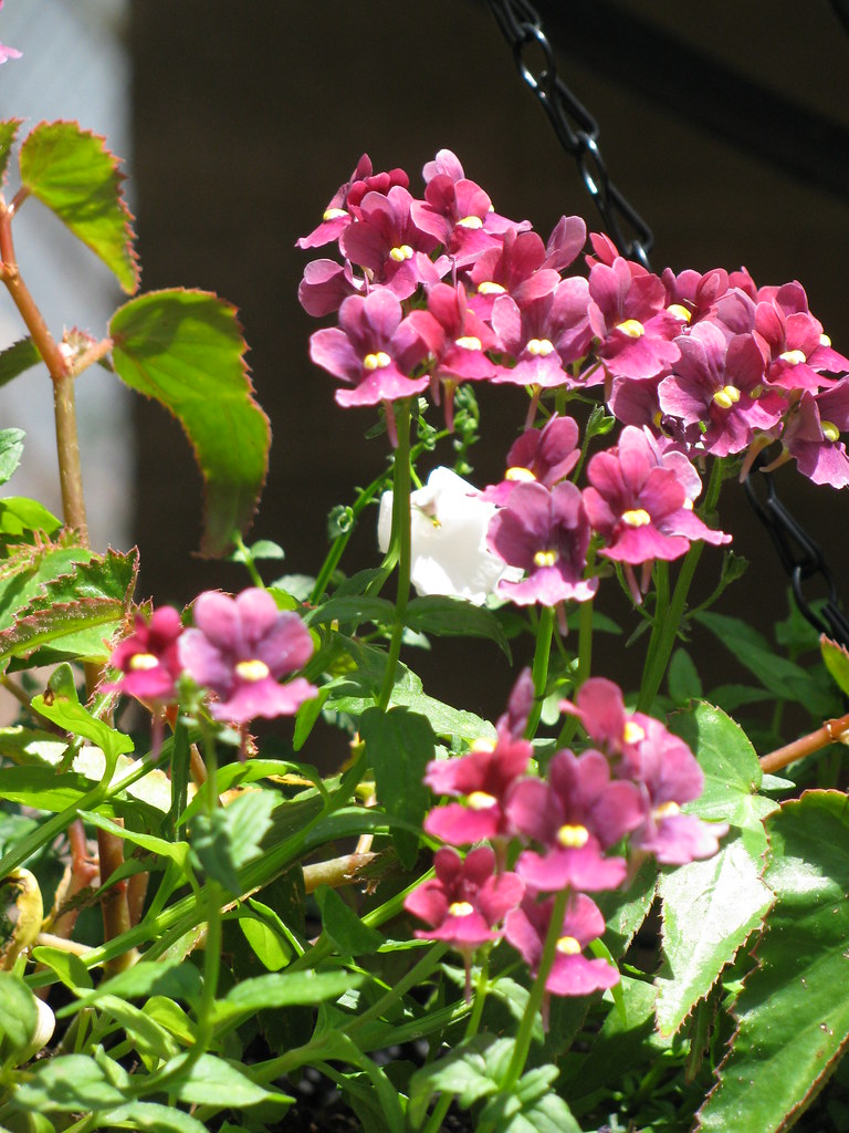 Nemesia "Raspberry Sachet" Dicentra spectabilis Flickr
