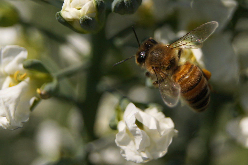 Bee on broccoli flower Helena Eriksson Flickr