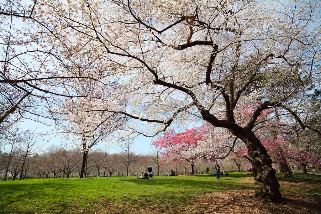 Cherry blossom trees Taken at Brooklyn Botanical Gardens. ccho Flickr