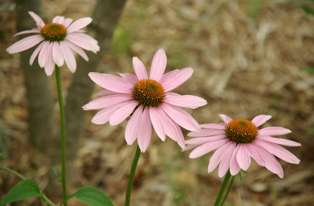 Purple coneflower Little Dog Laughed Flickr