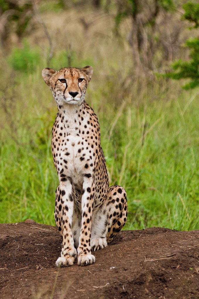 Cheetah This female cheetah was the proud and car… Flickr