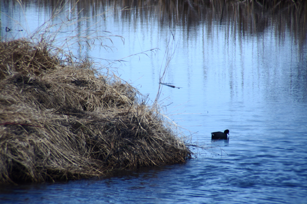 American Coot A rare sighting! Dan Flickr