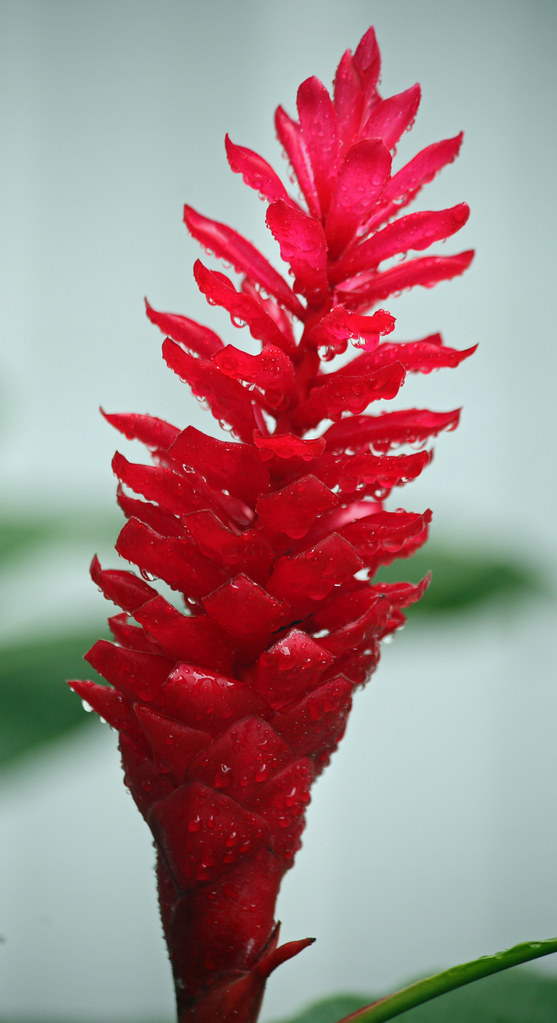 Colorful flower in the Moir Gardens, Poipu, Kauai We staye… Flickr
