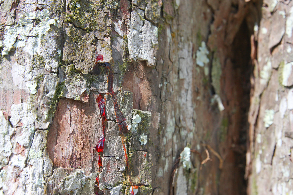 IMG_3645 Bayou L'Ourse Nature Trail Bayou L'ourse, Louisia… Flickr