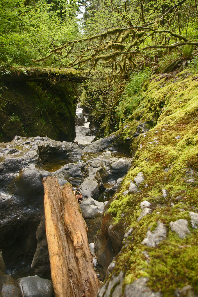 Marckworth Forest Young's Creek Elkulak Flickr