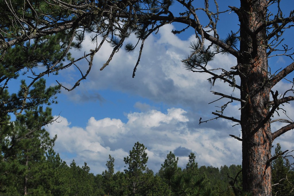 Elevation of Brownsville Rd, Deadwood, SD, USA Topographic Map Altitude Map