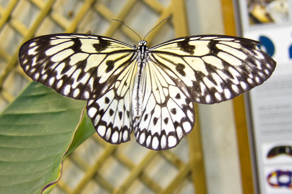Black and White butterfly Taken at the Biosphere in Potsda… Flickr
