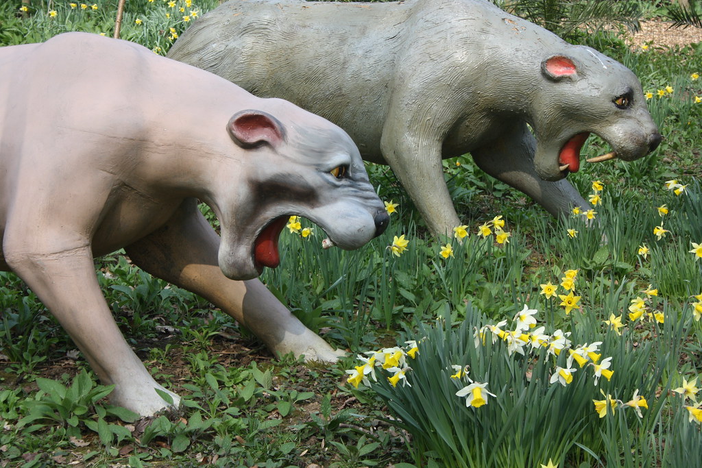 Sabre Tooth Tigers... eating Daffodils Andrew Wilkinson Flickr