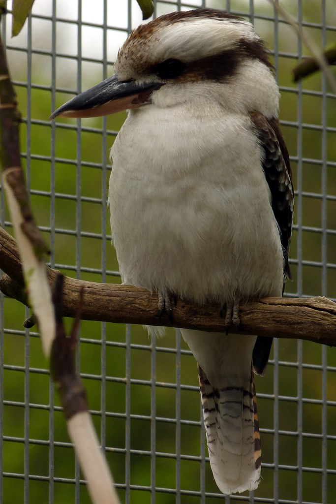 Kookaburra There he sits, in the old gum tree. As the song… Flickr
