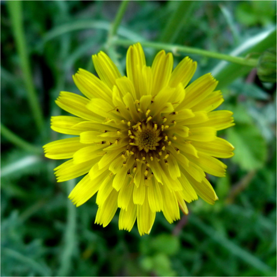 LöwenzahnPippau, NGID1767099507 naturgucker.de /